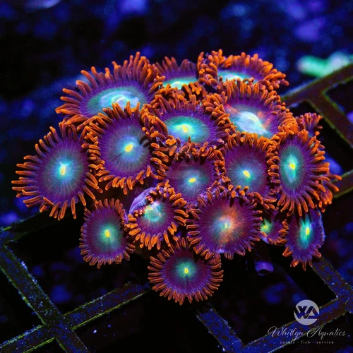 H5 - Punk Rocker Zoa - WYSIWYG Live Coral Frag