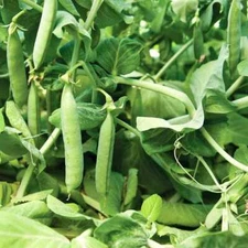 Mammoth Melting Pea Seeds 25 Ct Organic Sugar Snow Pod Vegetable HEIRLOOM USA