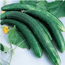 Burpless 26 Cucumbers Seeds (20+ Seeds) | Non GMO | Vegetable Fruit Herb Flower 