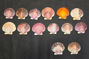 Baker's Dozen Assorted Scallop Shells for Weddings, Art Projects, Be Creative!