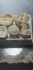 Schwämmchen Tertiär Pliozän Redonien Bryozoenkalkfazies fossilien Ambillou FR