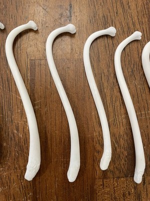 Raccoon Baculum Bone (You are buying 1 bone)
