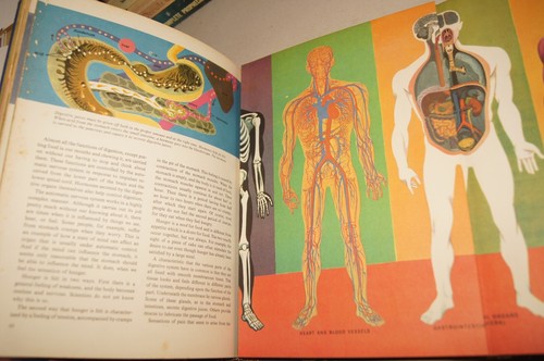 The Human Body Illustrated Colorful Pullout Deluxe Golden Book 1959 1961 Vintage - Picture 2 of 17