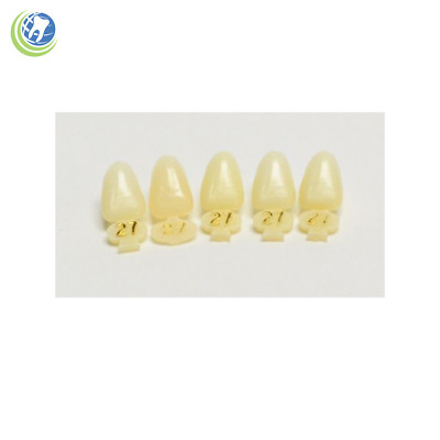 Polycarbonate Temporary Crowns #25 ULL – Upper Left Lateral, 5/Pack, 8.5mm Length, 5.6mm Width