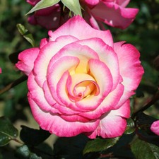 Rose Plants,Bushes,Shrubs Bare Roots-Garden Perennial Fragrant,Scented,Climbing