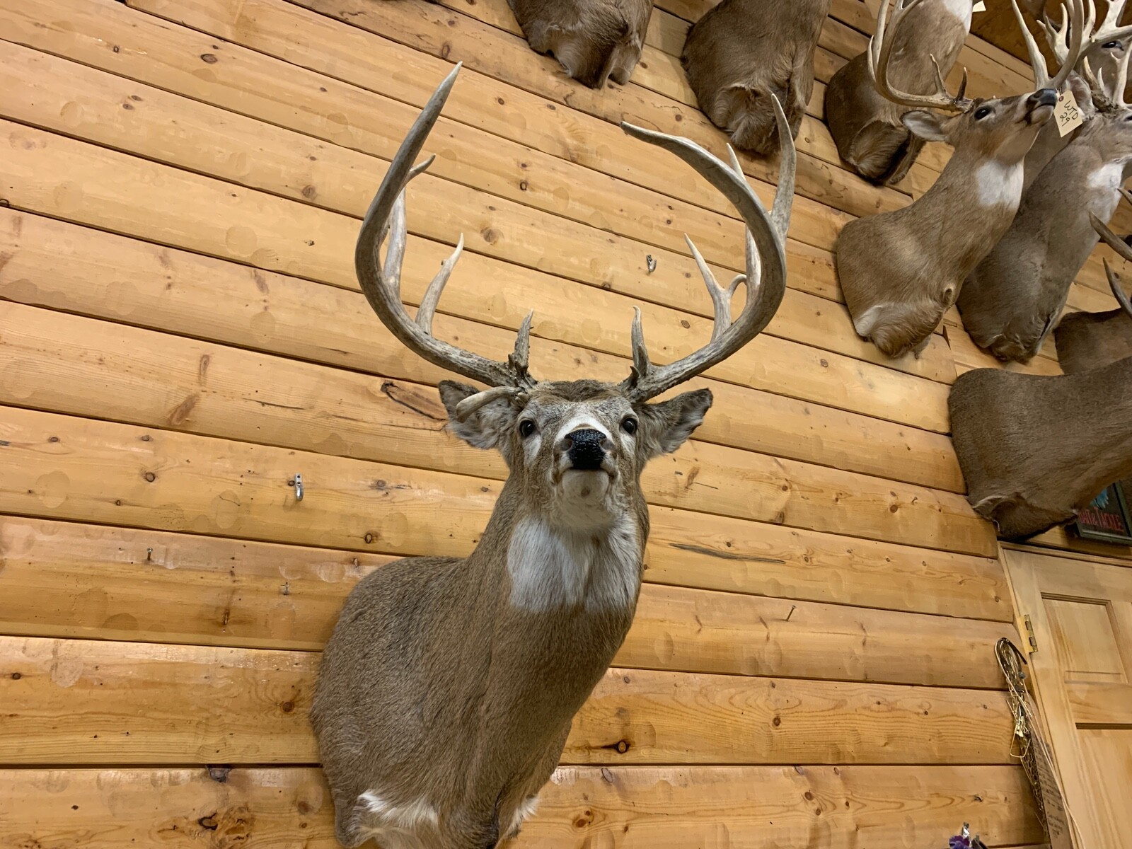 Shoulder Mount 18 Point White Tail Deer Real Antler Buck Doe Taxidermy ...