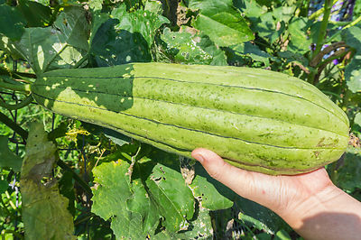 SAMEN Schwammgurke - der Natur Luffa- Schwamm Samen Saatgut ! | eBay
