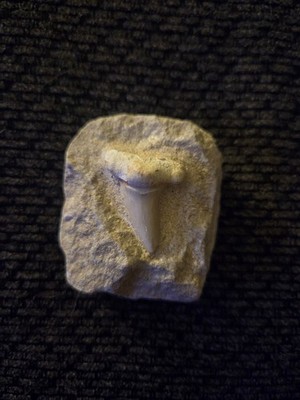 1.5 Morrocan Otudus Fossil Shark Tooth Still In The Matrix