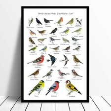 British Garden Birds Identification Chart Wildlife Poster A4 A3 A1 Framed Option