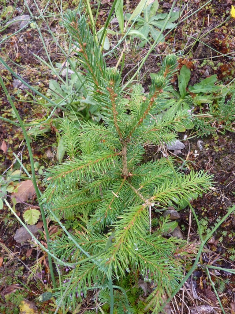 10 x SPRUCE CHRISTMAS TREE SAPLINGS 3050CM BARE ROOTED WOODLAND