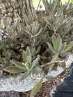 Four 2"- 3" Kalanchoe Live Mother of Thousands (Alligator Plants) bare root . — photo 1