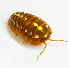 Isopod Factory 12 Armadillidium Klugii Orange Montenegro Isopods Bioactive