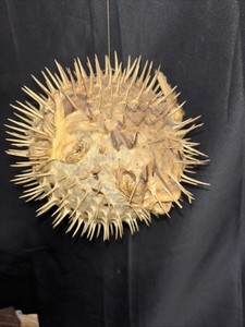 Vintage Puffer Fish Preserved Blowfish Balloonfish Dried 6-7”