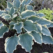 Hosta Hope Springs Eternal – 5 Pack 5cm Plug Plants – Variegated - FREE P&P