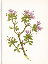 Alpros Unknown Artist Postcard posted 1983 VGC