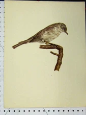 Old Vintage Print Lesser White Throat Bird 1977 Larousse Animal Portrait 20th