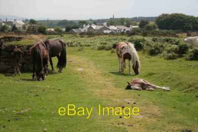 Photo 6x4 Its too hot for the youngsters Minions Afternoon snooze at Mini c2008