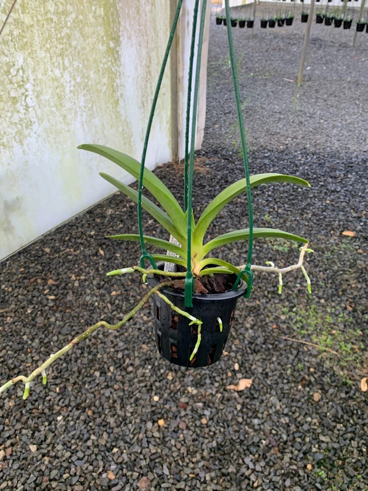 Picture 5 of 5
