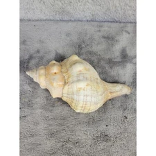 Natural Seashell Conch Ocean Beach Decor Collectible Specimen 6"