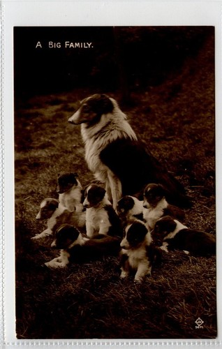 (Gd1560), RPPC, perros tipo collie, una gran familia - Imagen 3 de 4