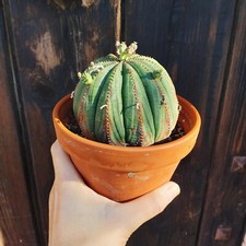 Euphorbia obesa prolifera. Pachypodium, Cactus, Monadenium, rare Succulent Plant