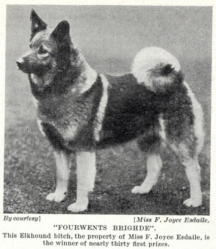 Norwegian Elkhound "Brighde" - 1934 Vintage Dog Art "Photo" Print - MATTED