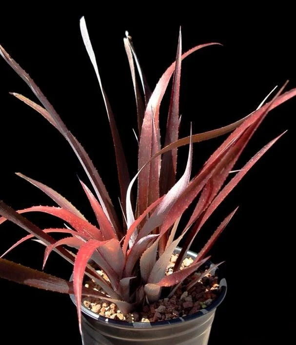 Billbergia Perennial Plants & Seedlings for sale | eBay