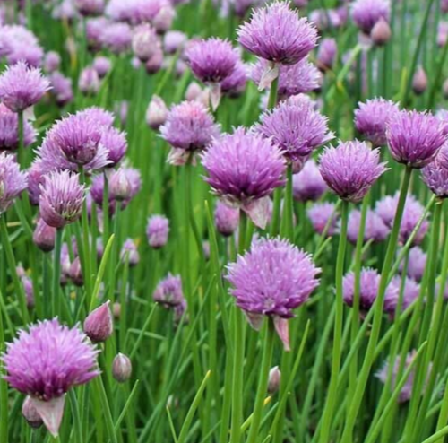 CHIVES SEEDS 1000+ common PERENNIAL herb GARDEN purple FLOWER free SHIPPING