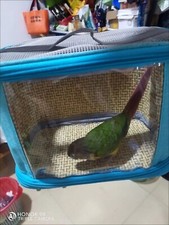 Parrot Travel Bag Lightweight Blue And Carrier