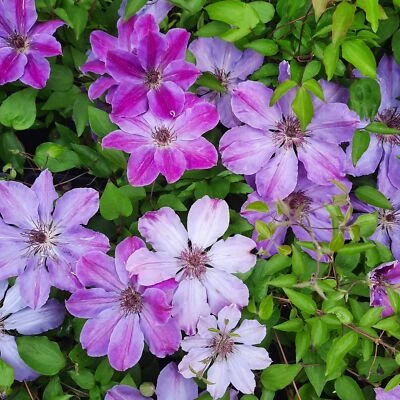 Clematis Baltyk 2L - Große lineare violette Blüten - Bild 1 von 4