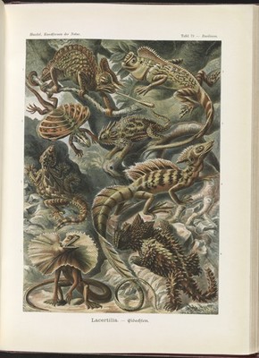 Lacertilia Lizards Vintage 1904 Haeckel Natural History Photo Reprint Wall Art