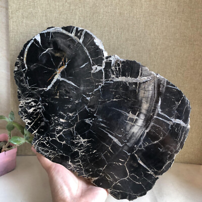 2.96kg natural Beautiful Petrified Wood Crystal mineral Slice Madagascar A2756