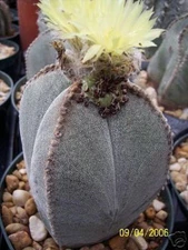 Astrophytum cuadricostatum exotic flowering cacti rare cactus  seed 100 SEEDS
