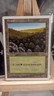 Forest (446) MTG Core Set 5th Edition Regular MP VTG
