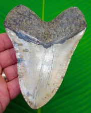 MEGALODON SHARK TOOTH  5.05” Real Fossil  Sharks Teeth BIG HUGE Serrated