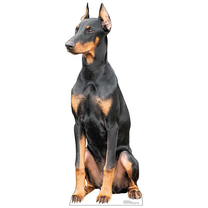 Muscular Red Doberman Names Muscular Doberman Powerful