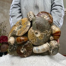 9570g Large Natural Ammonite Ammonoid Jurassic Fossil Nautiloid Rough Specimen