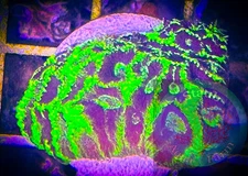 SAF~JF Glow Stick Favia Frag, Live Coral “WYSIWYG” Frag Plug, Colony