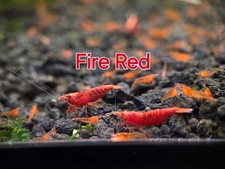 Fire Red Live Shrimp for Aquarium Healthy Tank Freshwater Shrimp for Aquarium