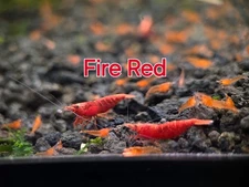 Fire Red Live Shrimp for Aquarium Healthy Tank Freshwater Shrimp for Aquarium