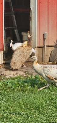 4 Peacock peafowl hatching eggs for sale