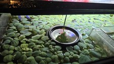 Mini Water Lettuce - Aquarium Plant - Floating Plants 5 Pack 