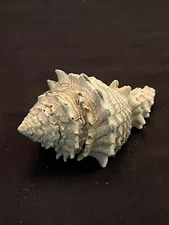 EXTINCT Fossilized VASE Shell From Central Florida & BONUS Shell.