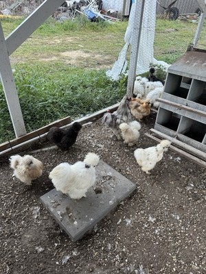 12+2 NPIP Silky Chicken Assorted Colors Hatching Eggs Fertile NPIP