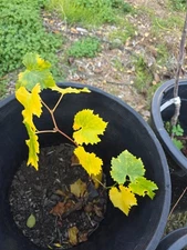2 year old Kyoho Grape Vine Plant with Leaves 巨峰葡萄苗, very strong root system