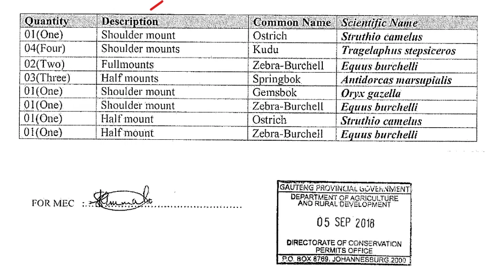  Zebra - Baby Zebra full size. Brand new and perfect condition - mounted - image 3 of 3