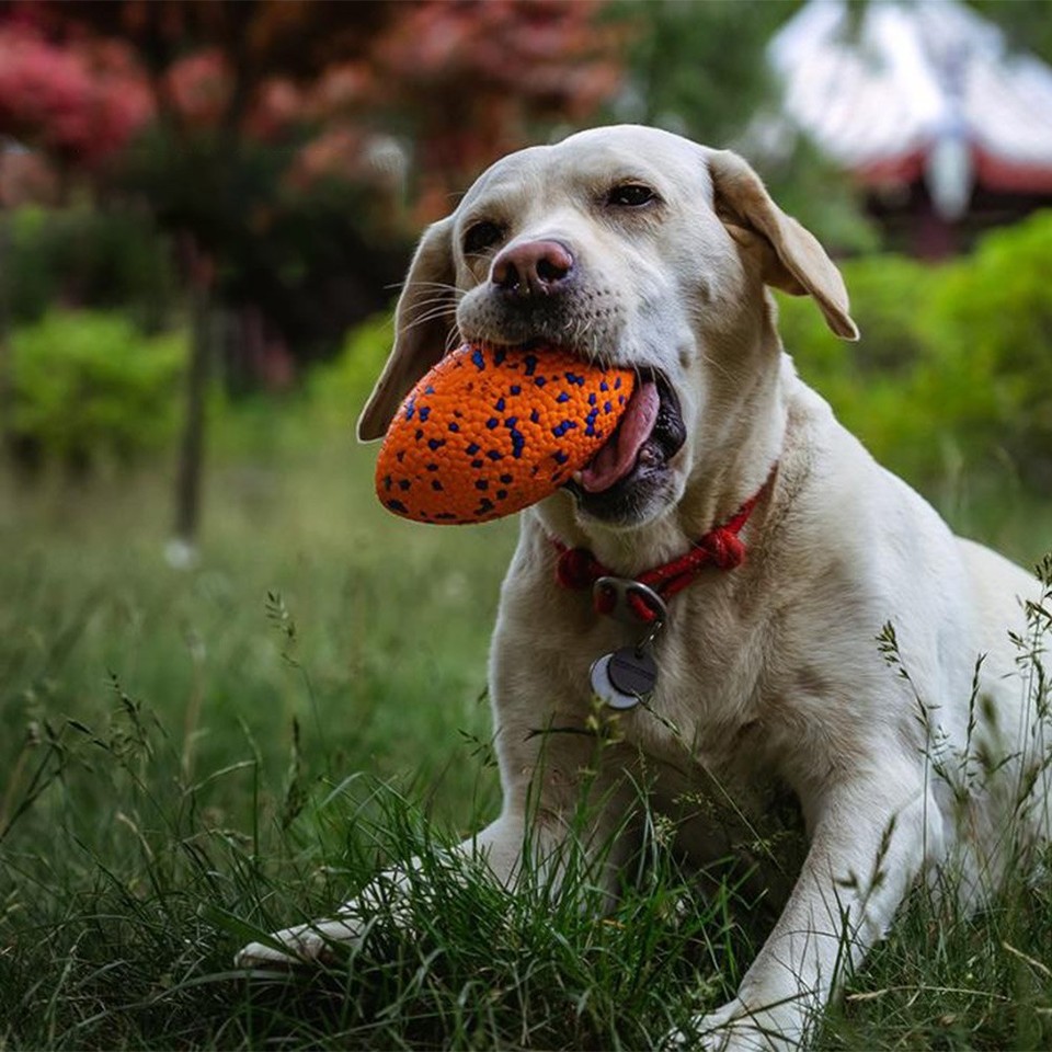 G Football Design For Dog Beach Days Dog Football Toys Chew Resistant Ball Lightweight ...