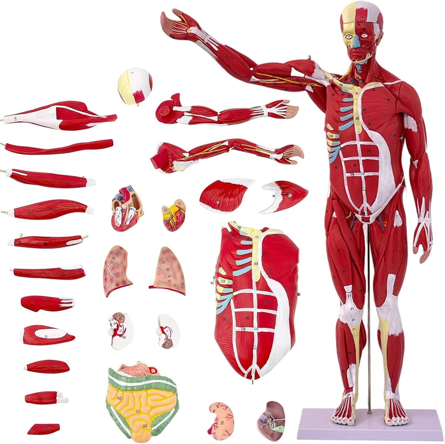 Human Anatomy Muscle Model 27 Parts 33 Inch Half Life Size with Removable Organs
