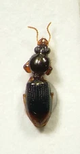 Ground Beetle: Dyschirius haemorrhoidalis (Carabidae) USA Coleoptera Insect