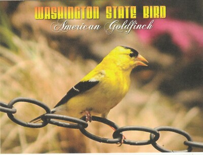 *Washington Postcard-''The Washington State Bird...American Goldfinch''   {*TW-3}